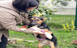 Mixed Breed dogs for adoption: 💙🐶 CONNOR 🐶💙 - Image 9