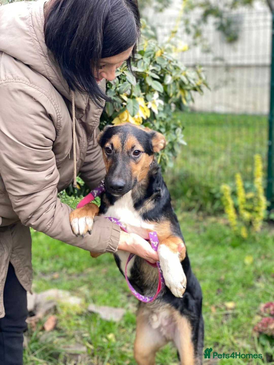 Mixed Breed dogs for adoption: 💙🐶 CONNOR 🐶💙 - Image 9