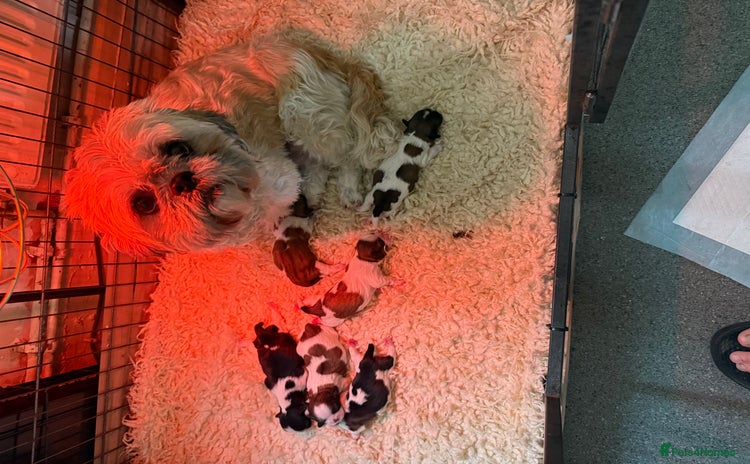 Shih Tzu dogs - Advert 16