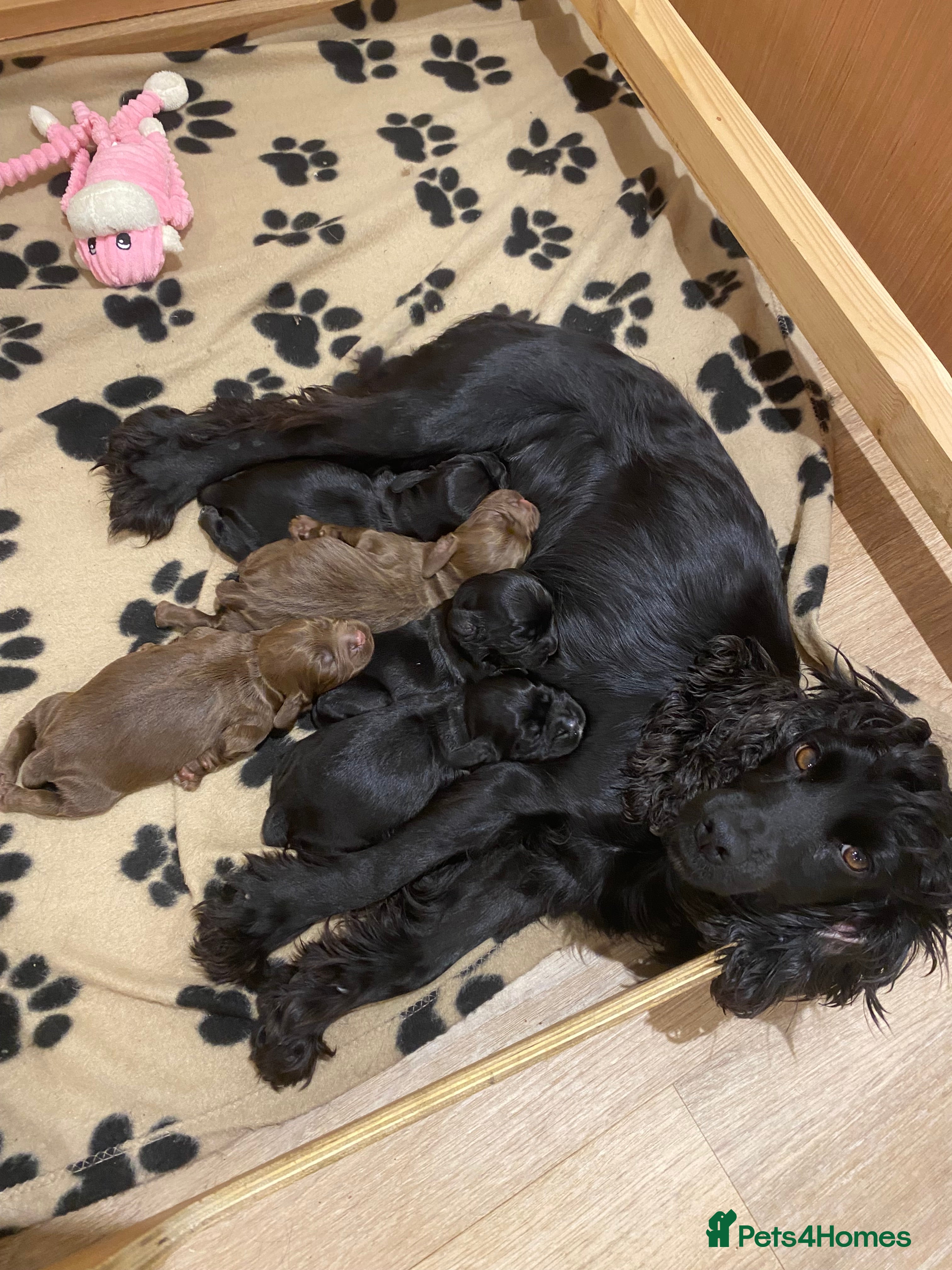 Cocker Spaniel dogs Beautiful boys!! - Advert 1