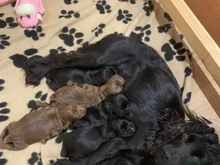Cocker Spaniel dogs Beautiful boys!! - Advert 3