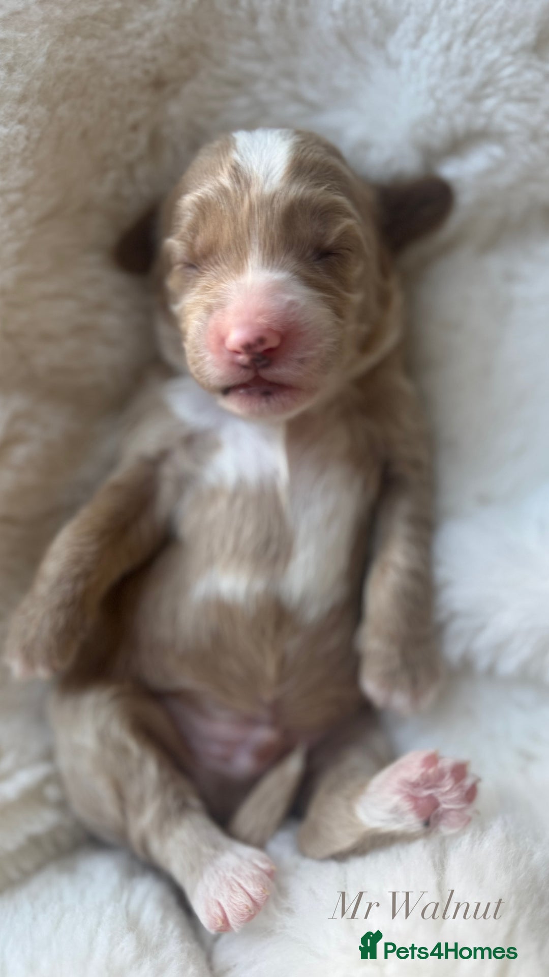 Australian Labradoodle dogs for sale: Australian Labdoodle  - Image 5