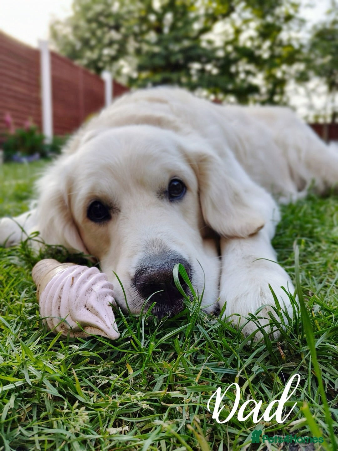 Golden Retriever dogs for sale: 1 LEFT *Ready to Go* Golden Retriever puppies 🐾 - Image 17
