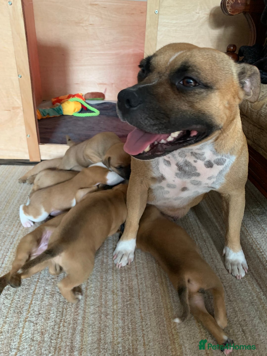 Staffordshire Bull Terrier dogs for sale: Stunning Red Staffy puppies KC top bloodlines - Image 29