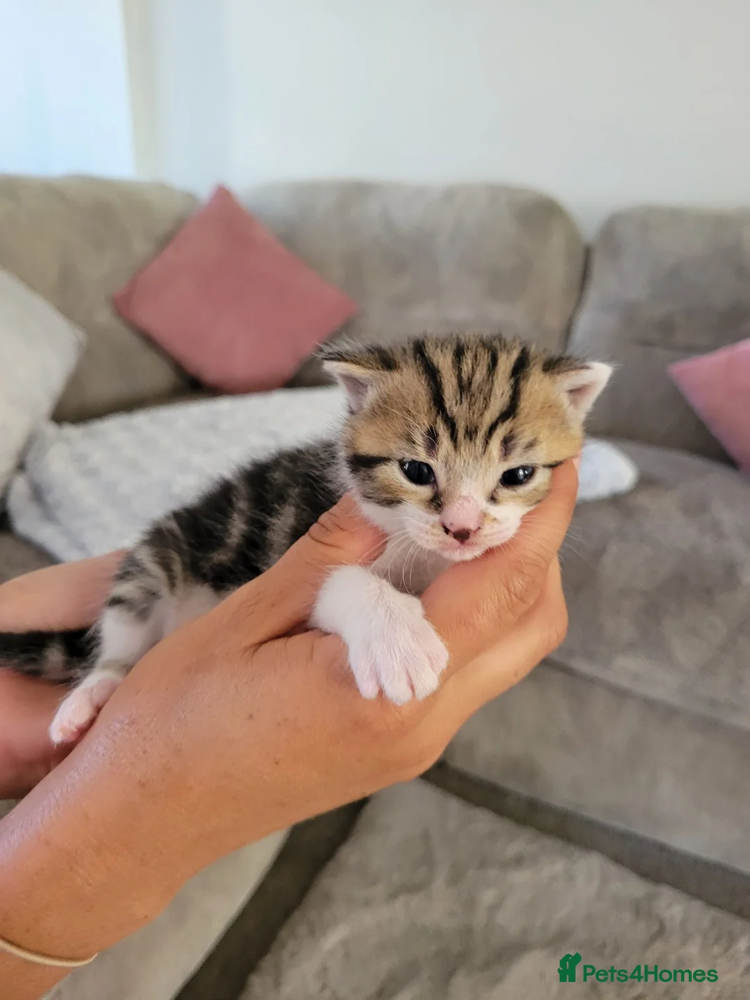 Mixed Breed cats for sale: Beautiful cross mainecoon kittens  in Market Rasen - Advert 10