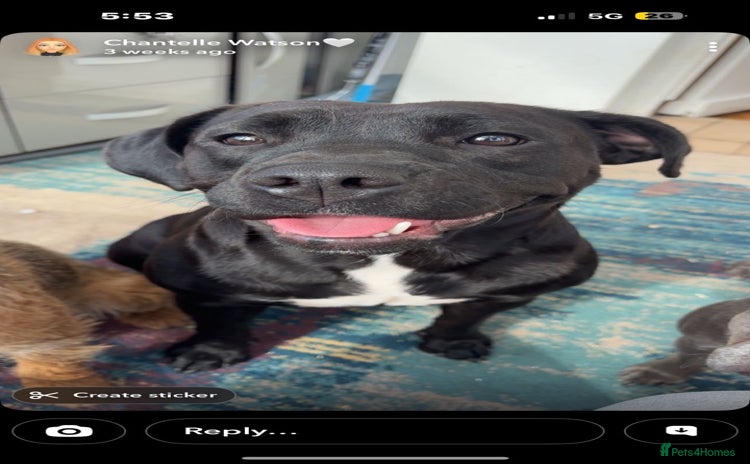 Mixed Breed dogs - Advert 1