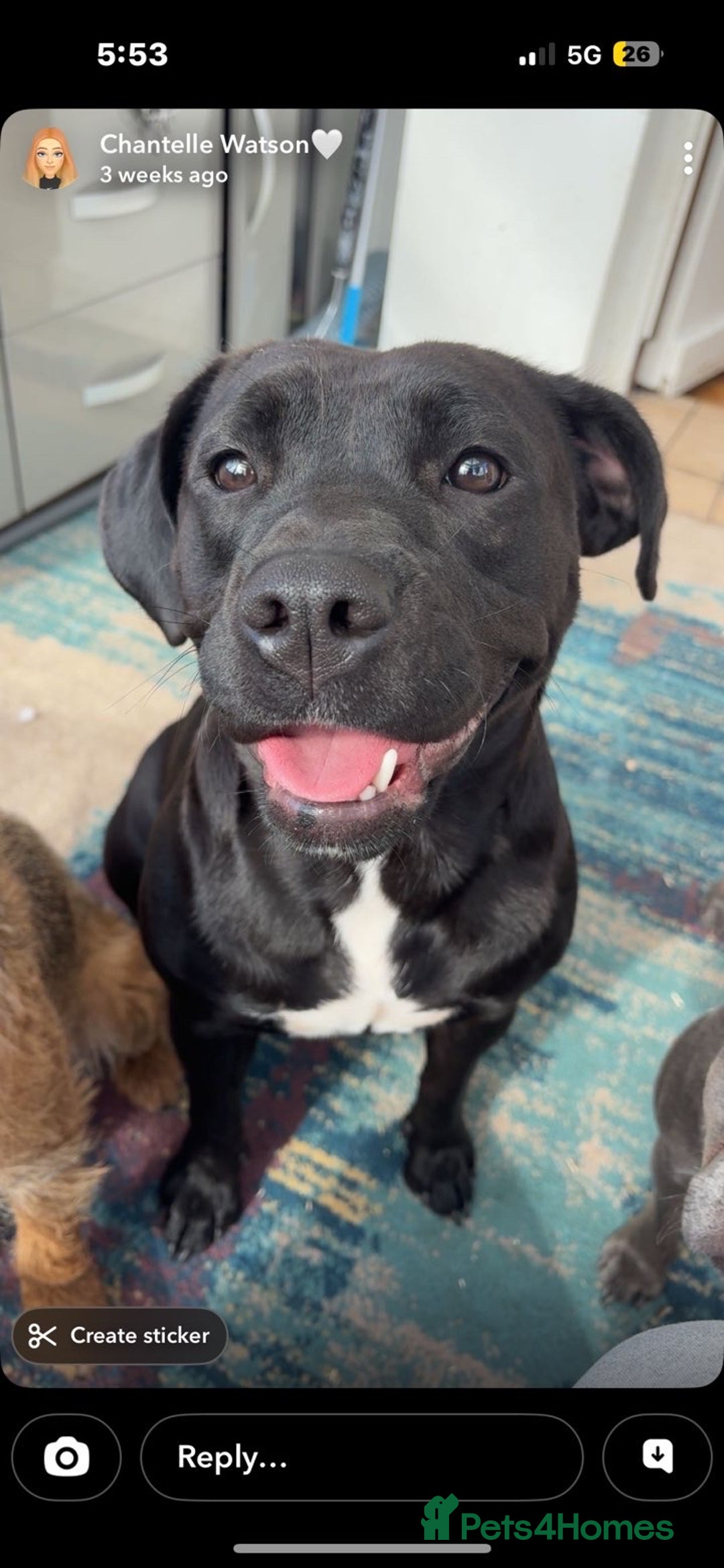 Mixed Breed dogs for sale: Rehome - Image 1