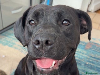 Mixed Breed dogs for sale - Advert 1