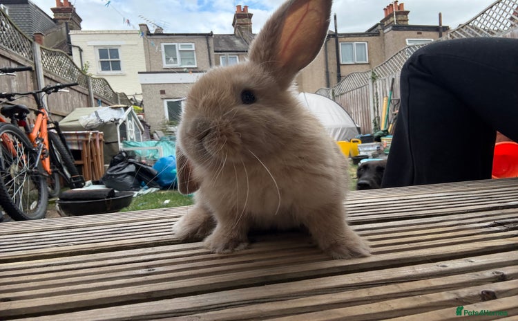 Mini Lop rabbits - Advert 3