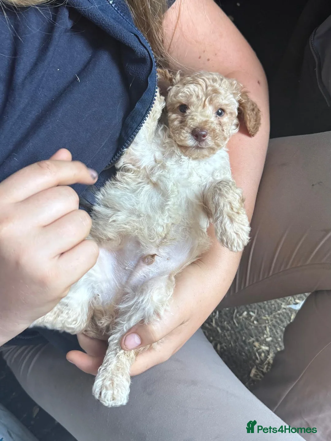 Toy Poodle dogs for sale: Beautiful toy poodle pup. Parents DNA tested in Romford - Advert 1