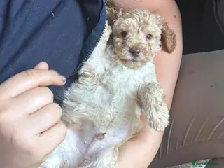 Toy Poodle dogs Beautiful toy poodle pup. Parents DNA tested - Advert 3