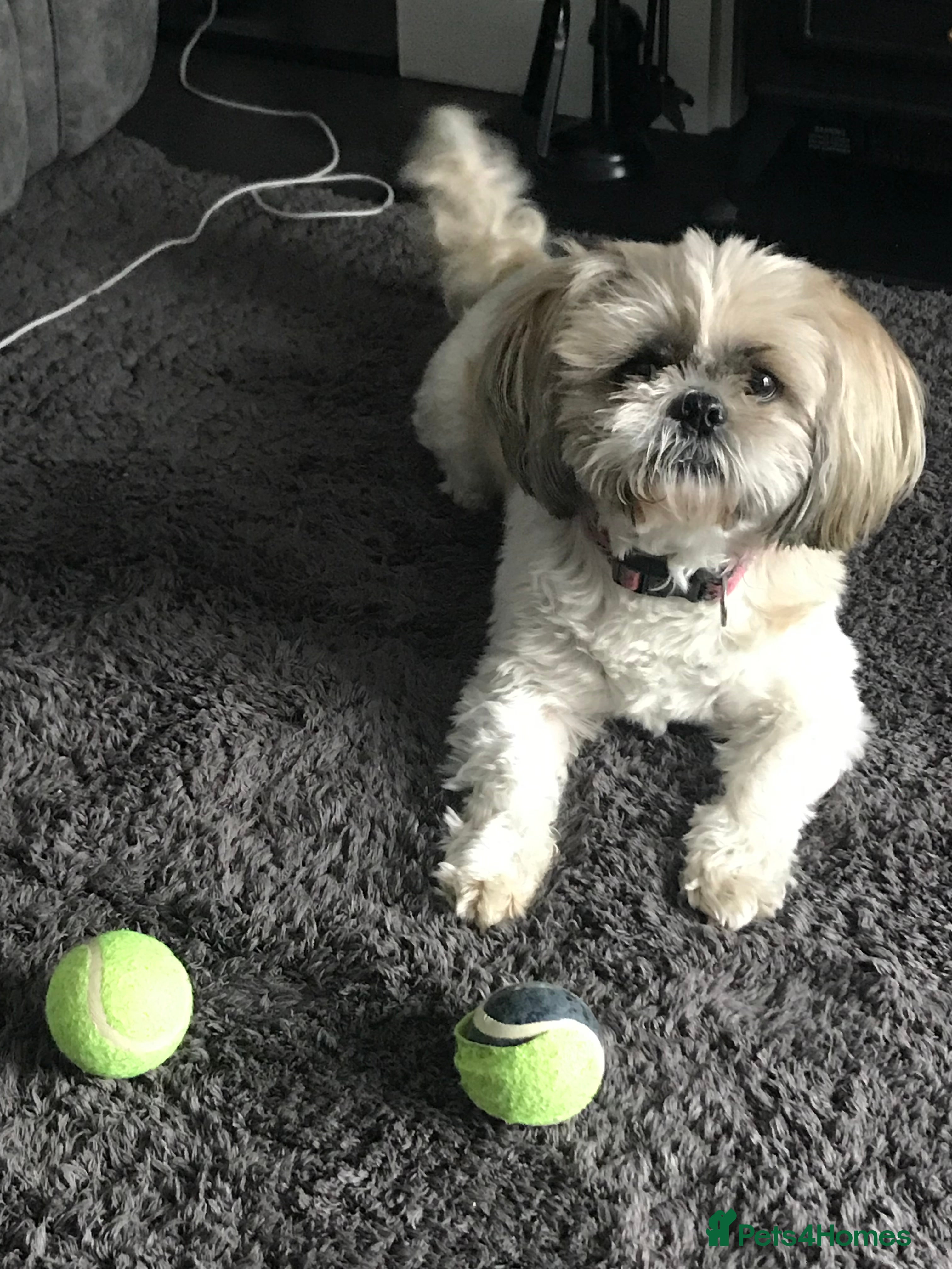 Shih Tzu dogs  3 Shih tzu puppies for sale  in Coventry - Advert 1