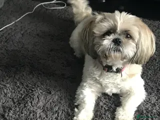 Shih Tzu dogs 3 Shih tzu puppies for sale in Coventry - Advert 1