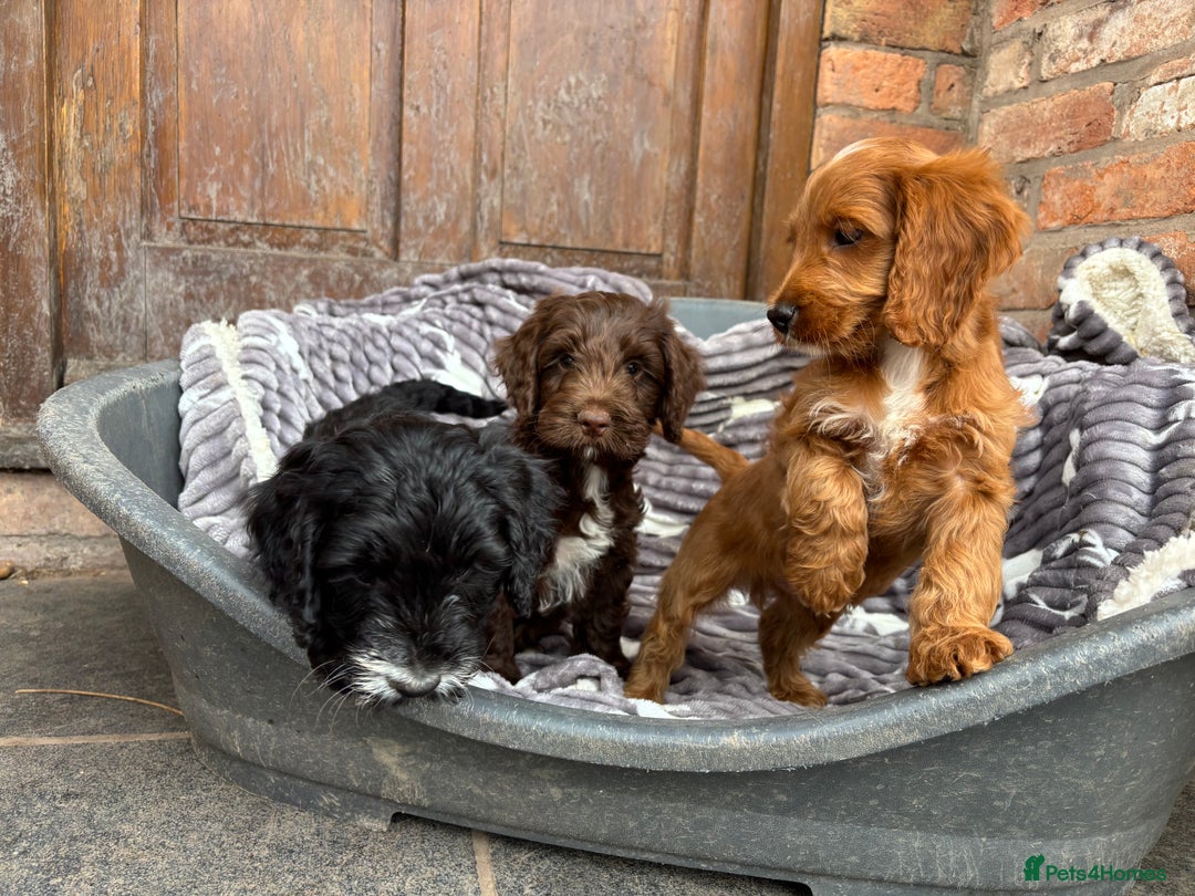 Cockapoo dogs for sale: F1 Adorable CockerPoo Puppies  - Image 6