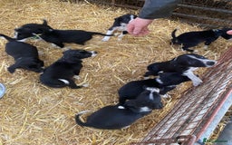 Mixed Breed dogs for sale: Collie x spaniel puppies - Image 3