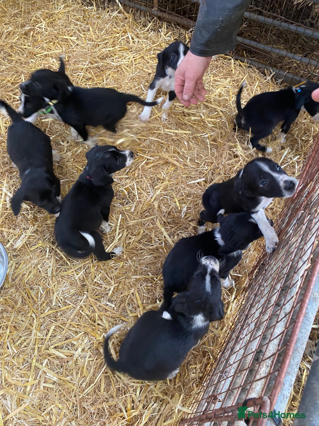 Mixed Breed dogs for sale: Collie x spaniel puppies - Image 3