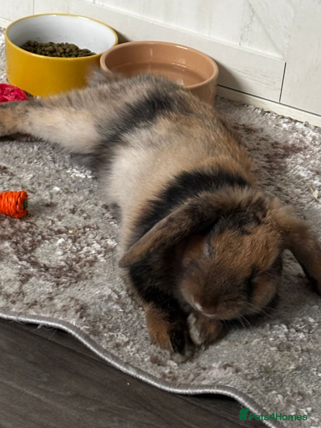 Mixed Breed rabbits for sale: Cute 6 month old bunny with Everything  - Image 4