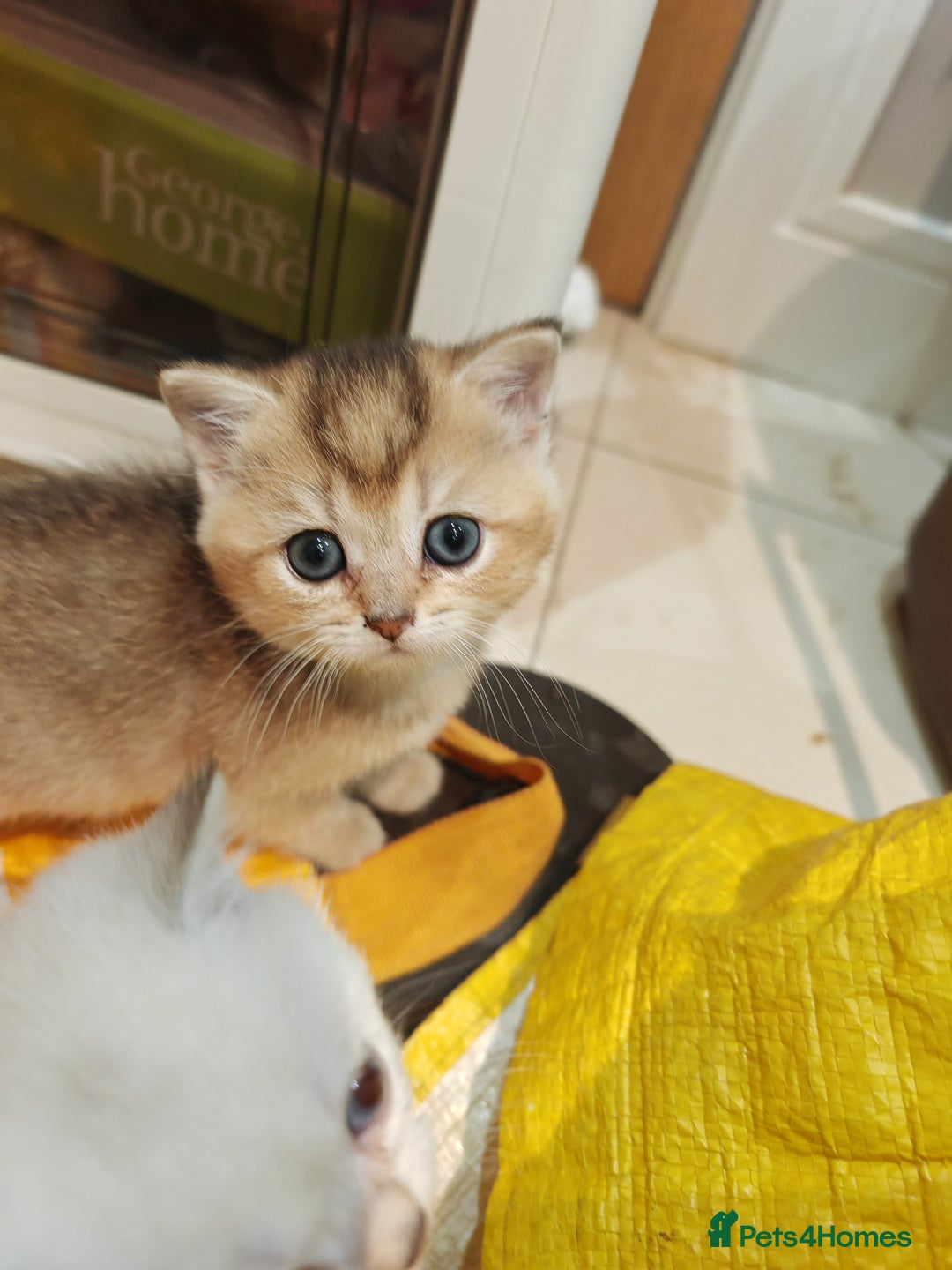 British Shorthair cats for sale: Adorable gorgeous pure British Shorthair Kittens  - Image 4