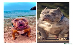 American Bully dogs for sale: Pocket bully  - Image 5
