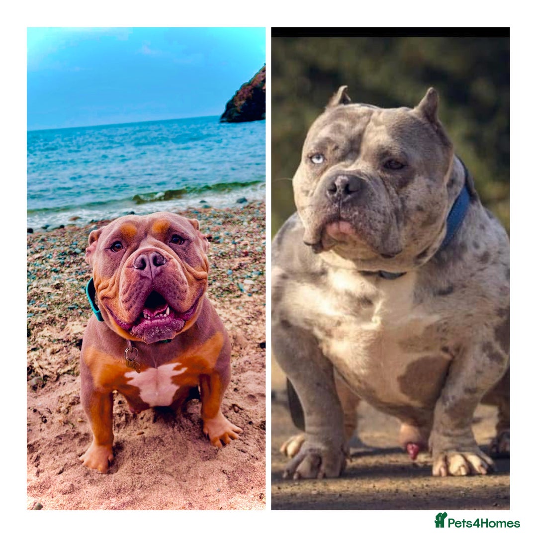 American Bully dogs for sale: Pocket bully  - Image 5