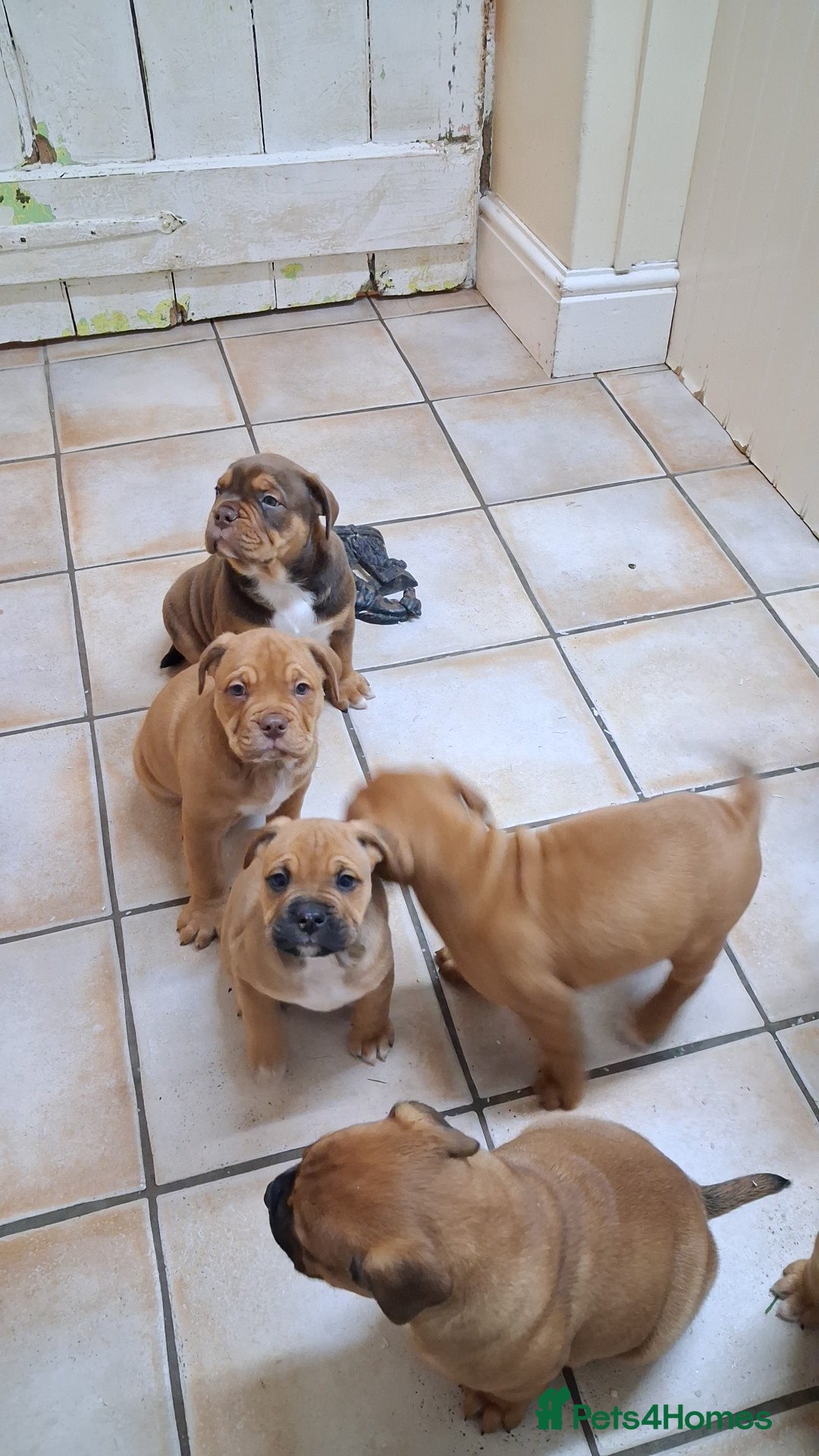 English Bulldog dogs for sale: Beautiful bulldog x rotty mastiff - Advert 7