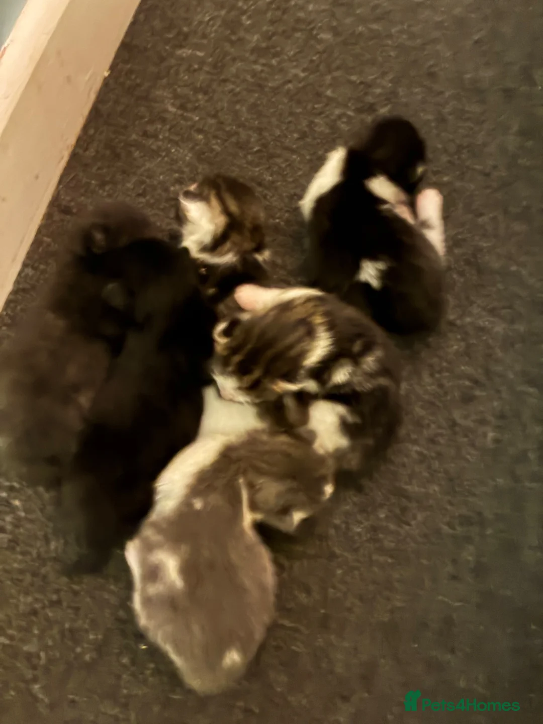 Mixed Breed cats for sale: Mixed litter  in Camborne - Advert 1