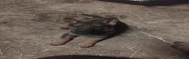 German Shepherd Puppy 8 blue