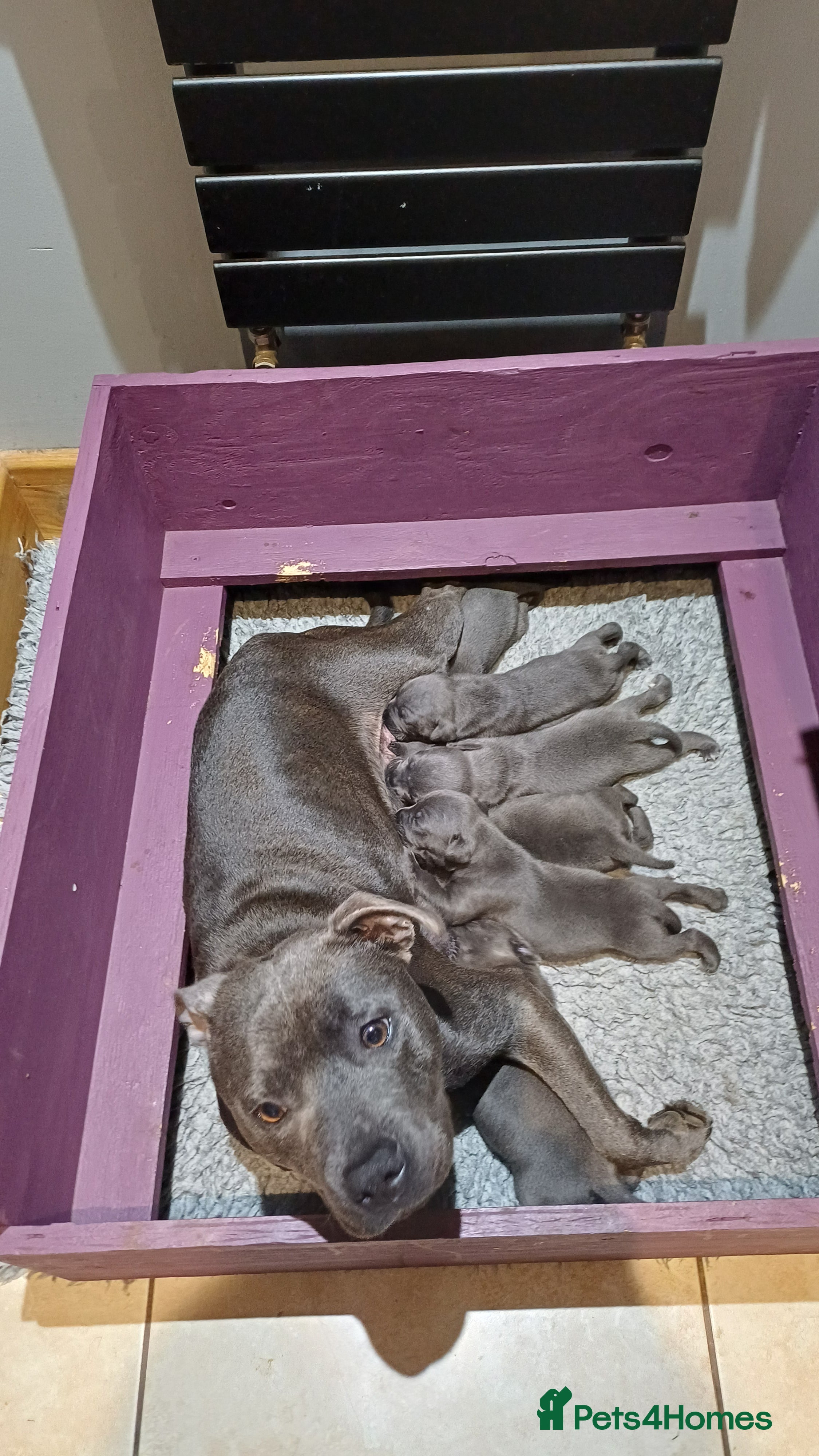 Staffordshire Bull Terrier dogs Beautiful blue staffy puppies  - Advert 2