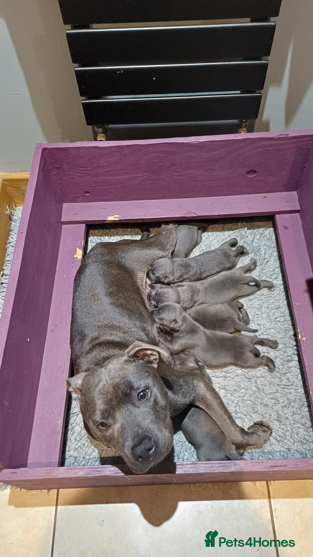 Staffordshire Bull Terrier dogs for sale: Beautiful blue staffy puppies  - Advert 1