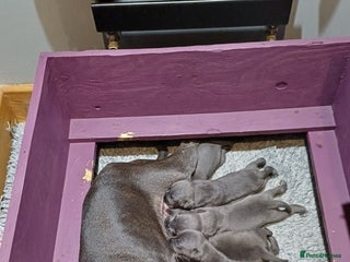 Staffordshire Bull Terrier dogs Beautiful blue staffy puppies - Advert 13