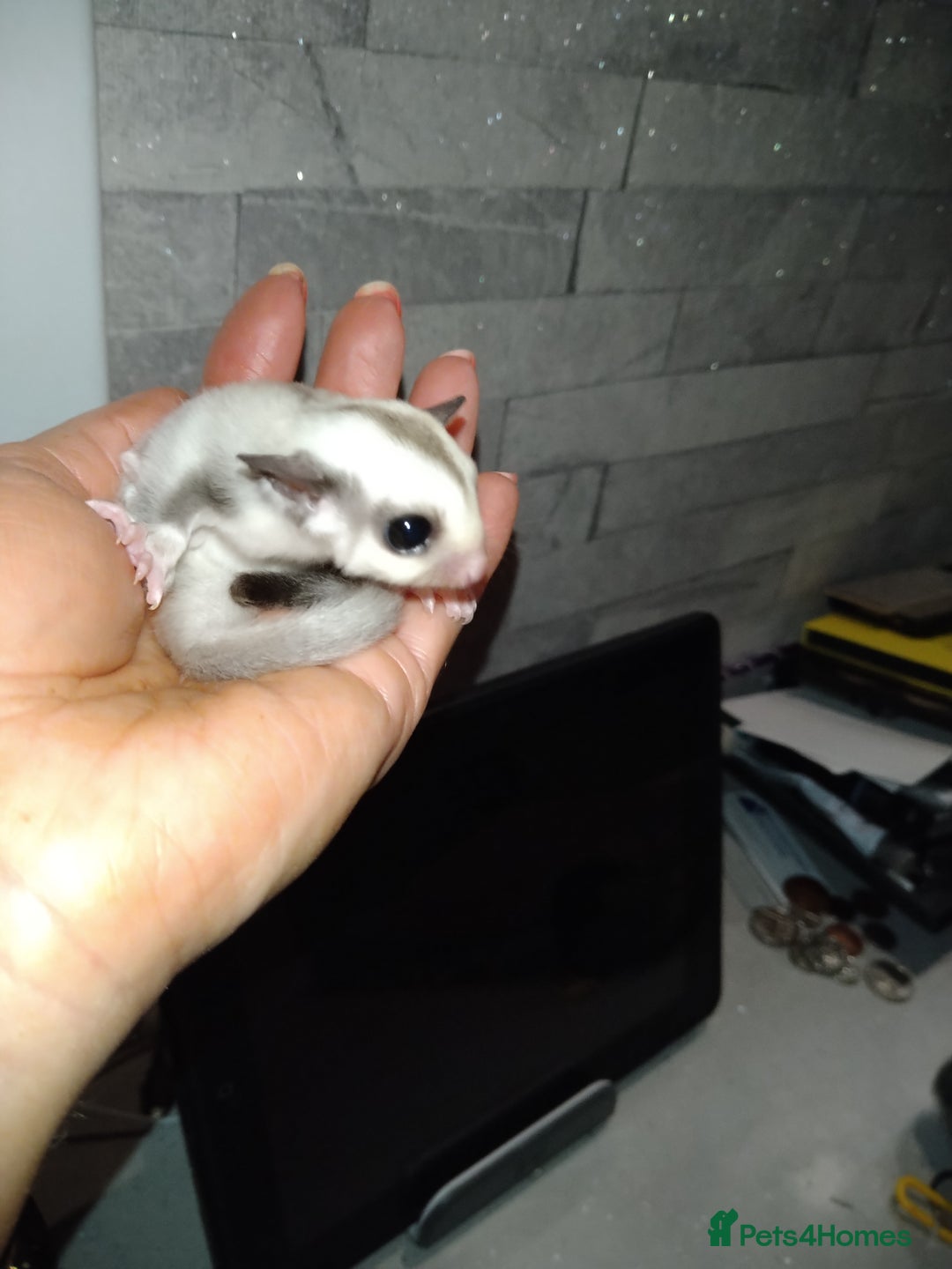 Sugar Glider rodents for sale: Stunning baby sugar glider  - Advert 7