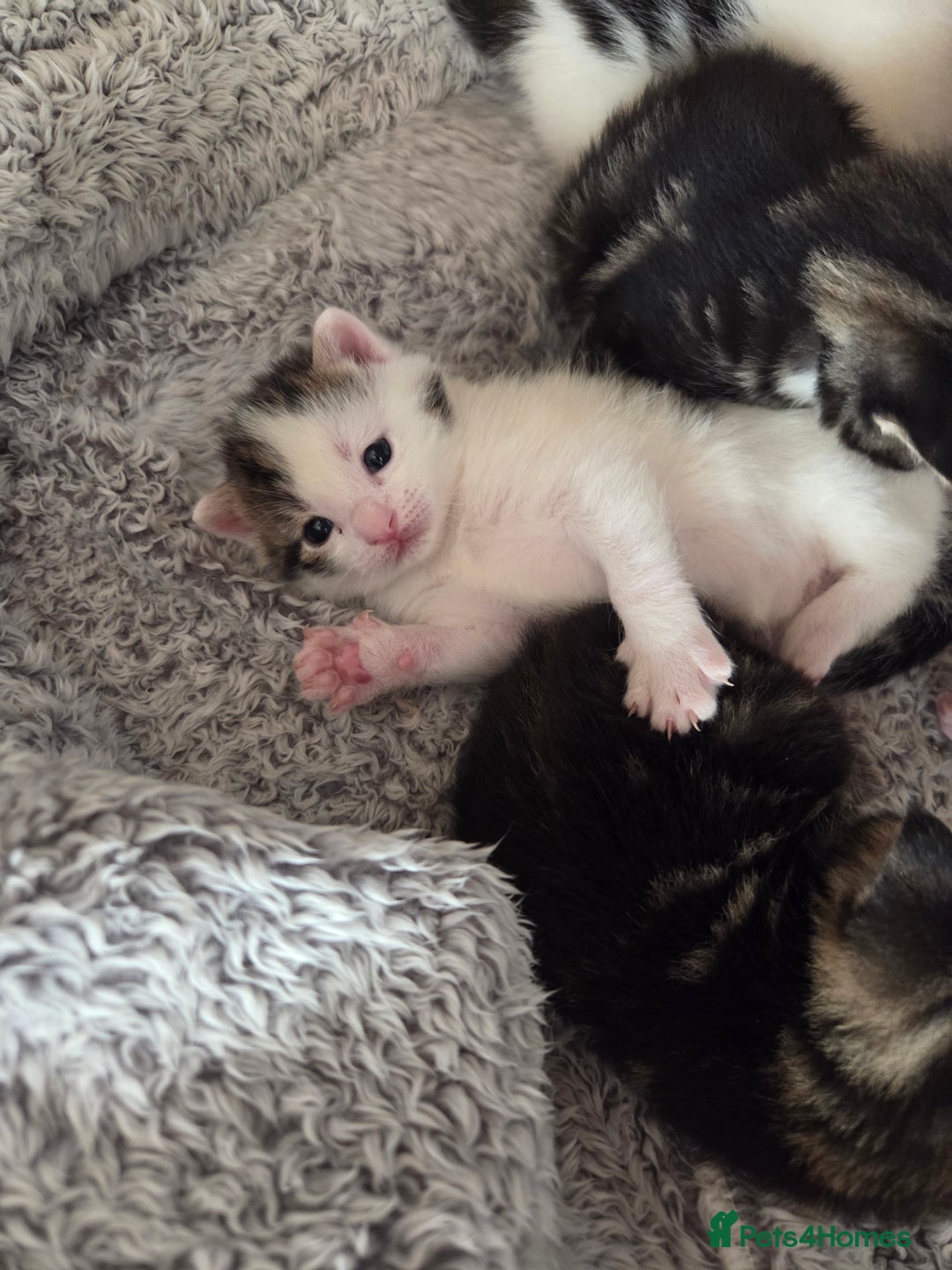 Mixed Breed cats for sale: 4 beautiful mixed breed kittens  - Advert 8