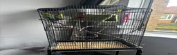 Budgerigars birds for sale: Budgie brothers need rehoming in Nottingham - Advert 2