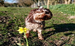 Miniature Poodle dogs for sale:  miniature poodle - Advert 5