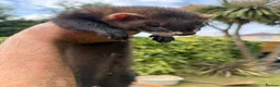 Ferret rodents for sale: Hob Sable black ferret 13 weeks old - Advert 4