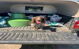 Cocker Spaniel dogs for sale: Cocker spaniel puppies  - Image 5