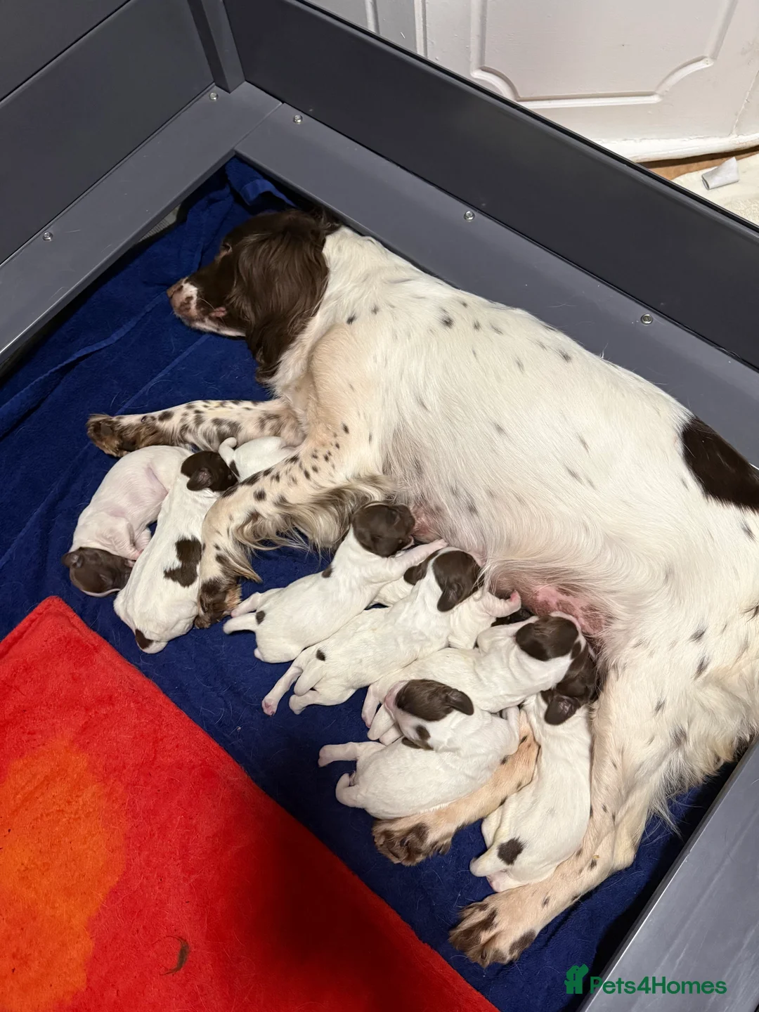 English Springer Spaniel dogs for sale: Championship bloodline bred dog pups in Loughborough - Advert 2