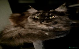 Maine Coon cats for sale: GCCF Maine Coon kittens  - Advert 8