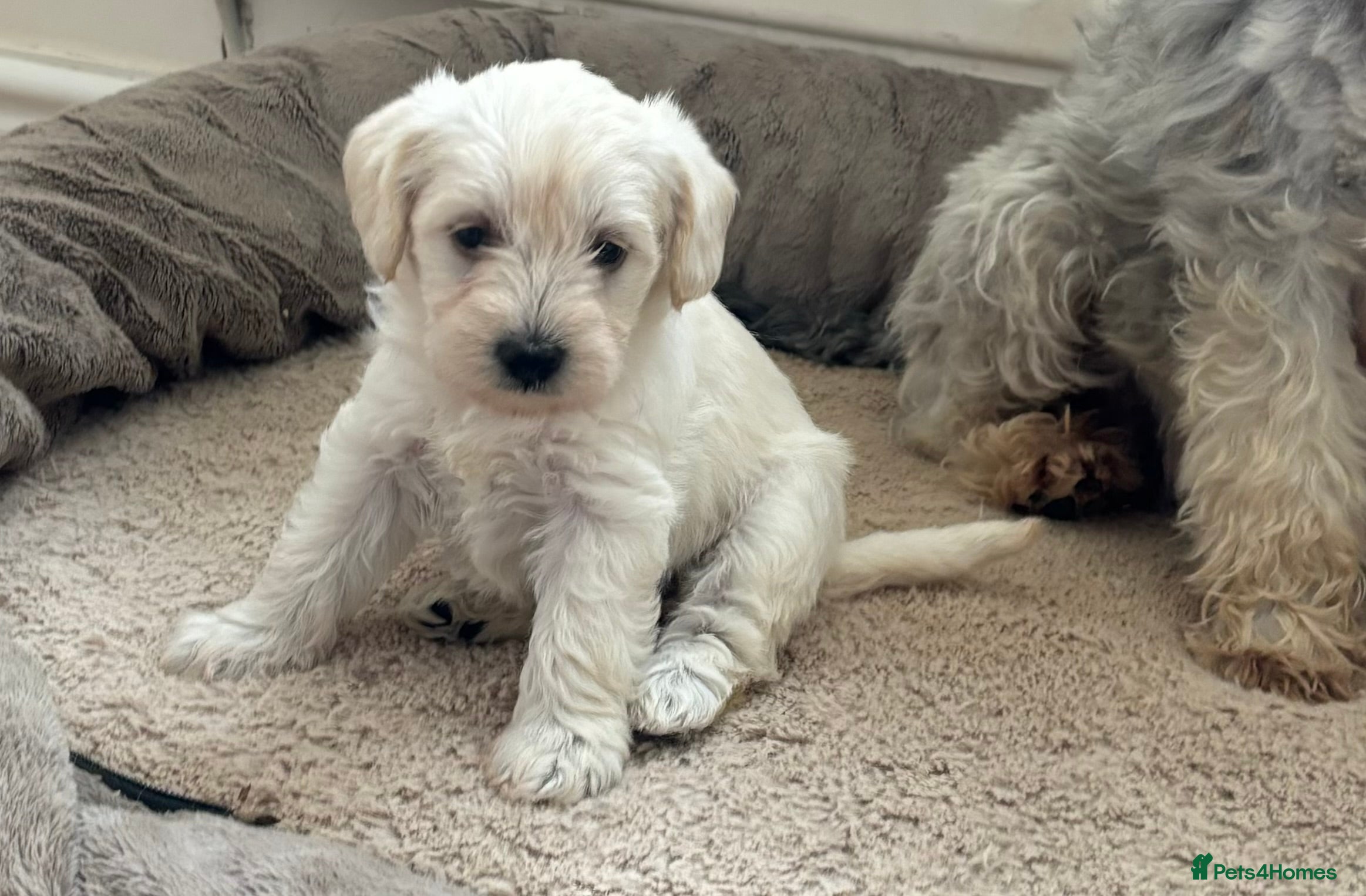 Schnoodle dogs Beautiful Schnoodle Puppies KC Reg Parents!!  - Advert 3