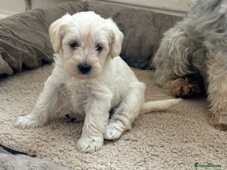Schnoodle dogs Beautiful Schnoodle Puppies KC Reg Parents!! - Advert 1