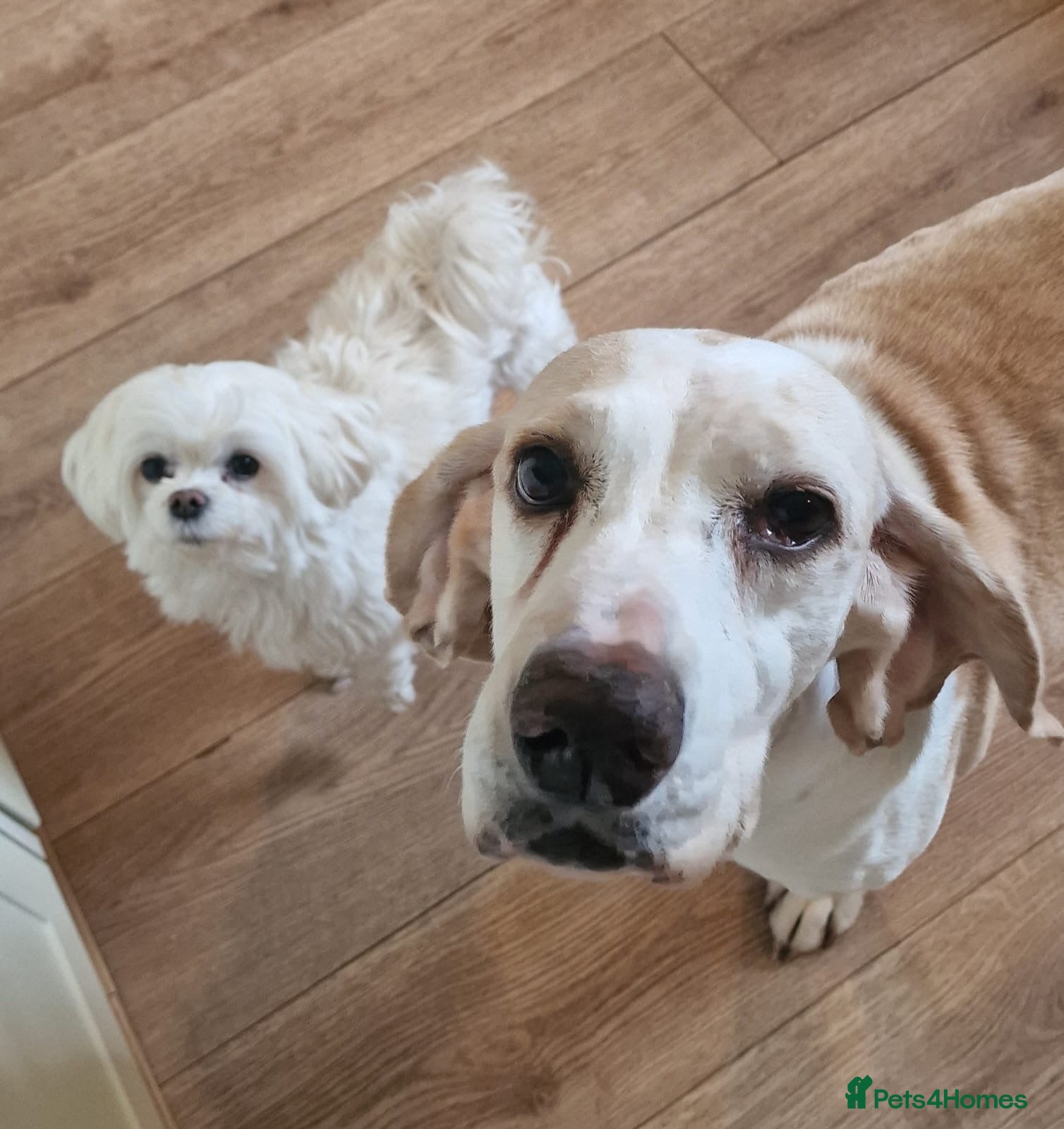 Mixed Breed dogs Roma - Sabueso (Spanish Hound)  - Advert 6