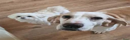 Mixed Breed dogs for adoption: Roma - Sabueso (Spanish Hound)  - Advert 1