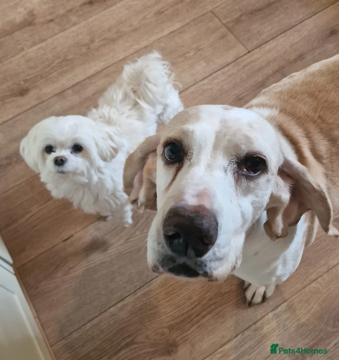 Mixed Breed dogs for adoption: Roma - Sabueso (Spanish Hound)  - Advert 1