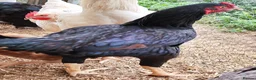 Chickens poultry for sale: Pure breed Indian game large fowl - Advert 6