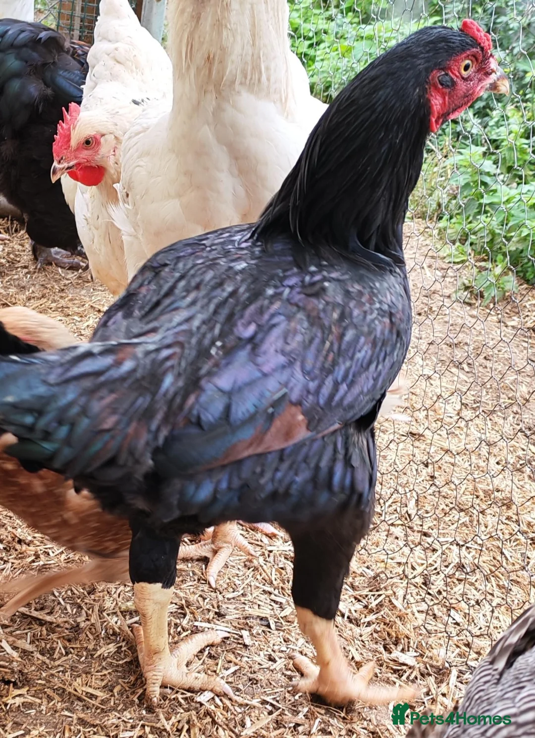 Chickens poultry for sale: Pure breed Indian game large fowl - Advert 6