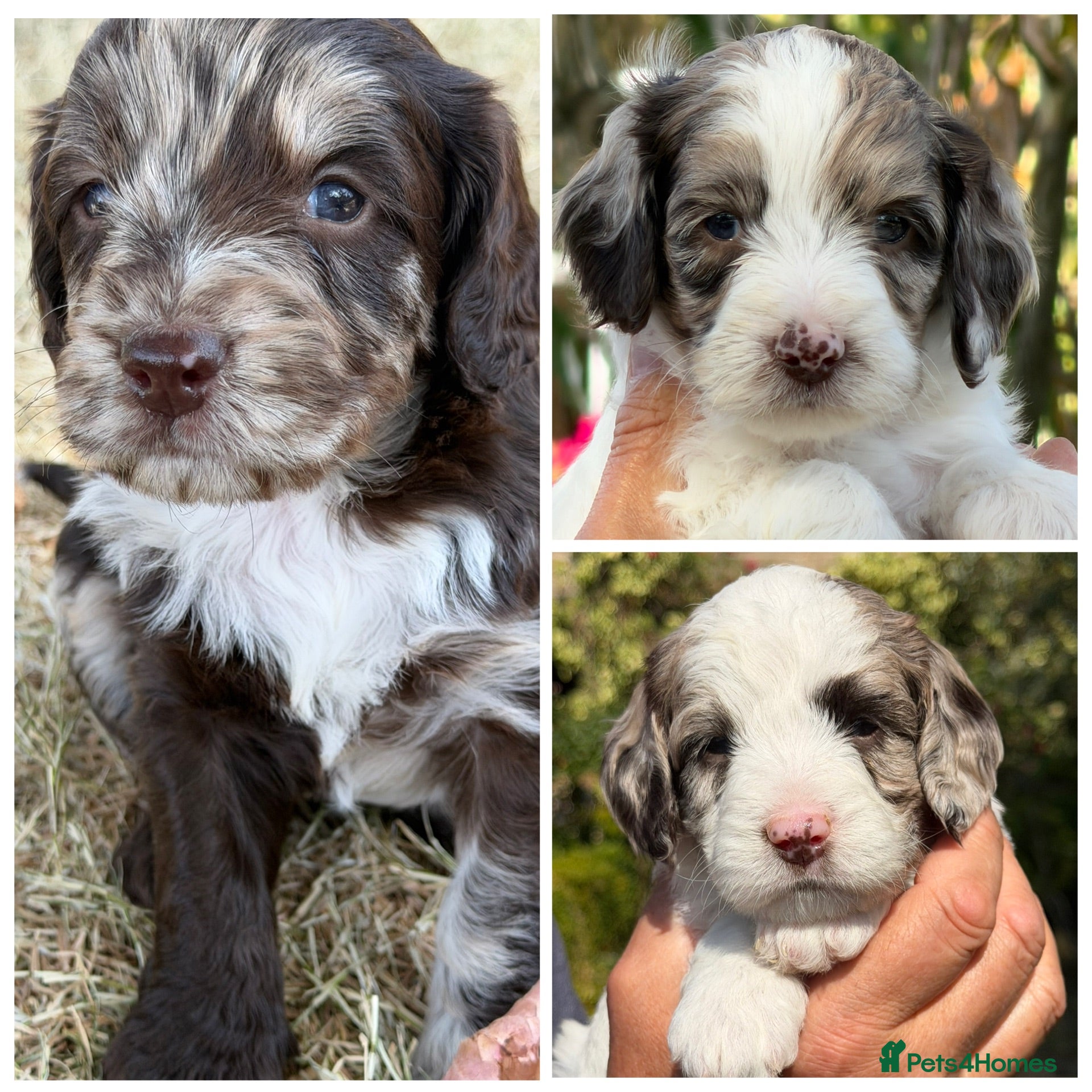 Sproodle dogs F1 Sproodles FULL DNA 5⭐️ Licensed Breeder - Advert 1
