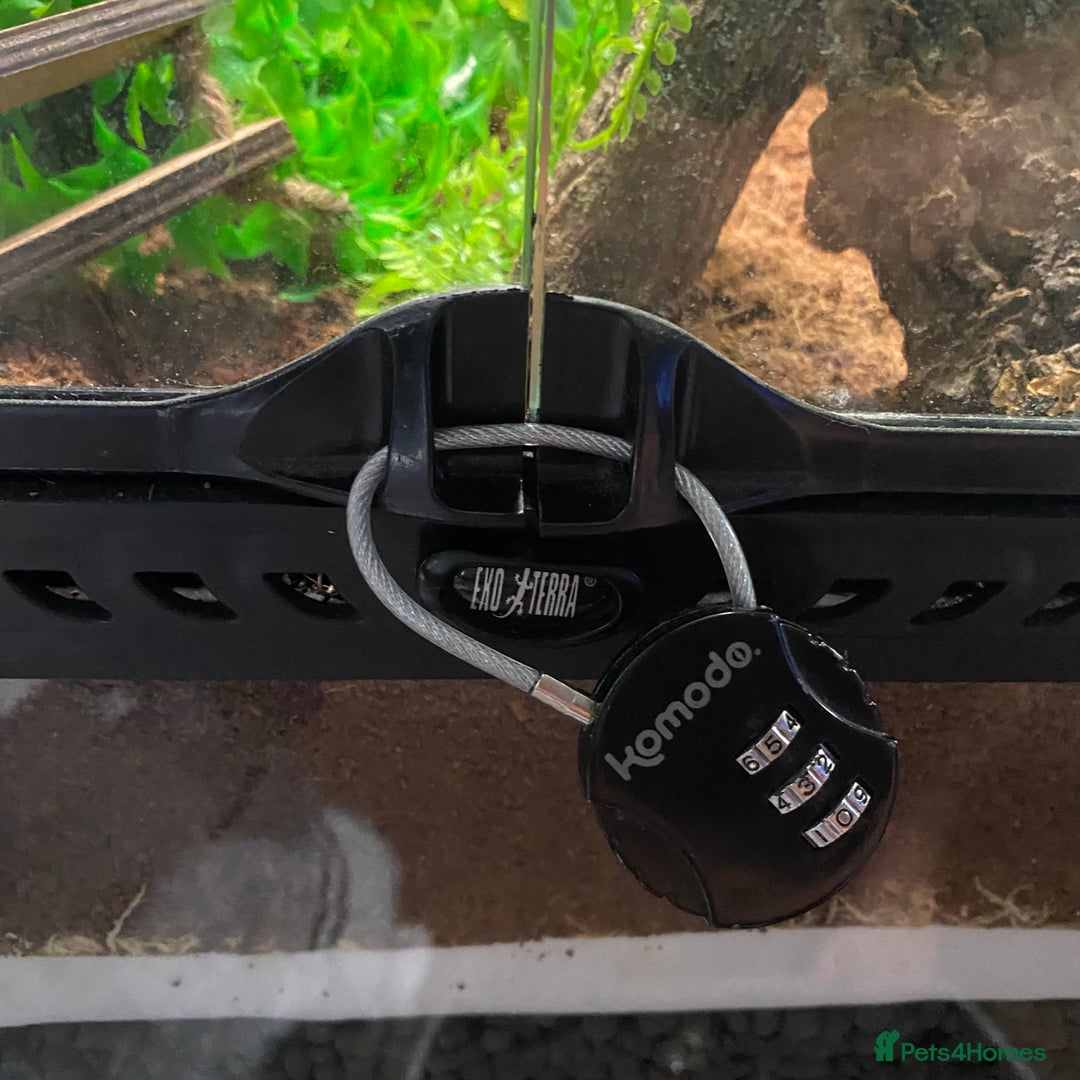 Gecko reptiles for sale: Lilly white crested gecko with whole setup  - Image 4