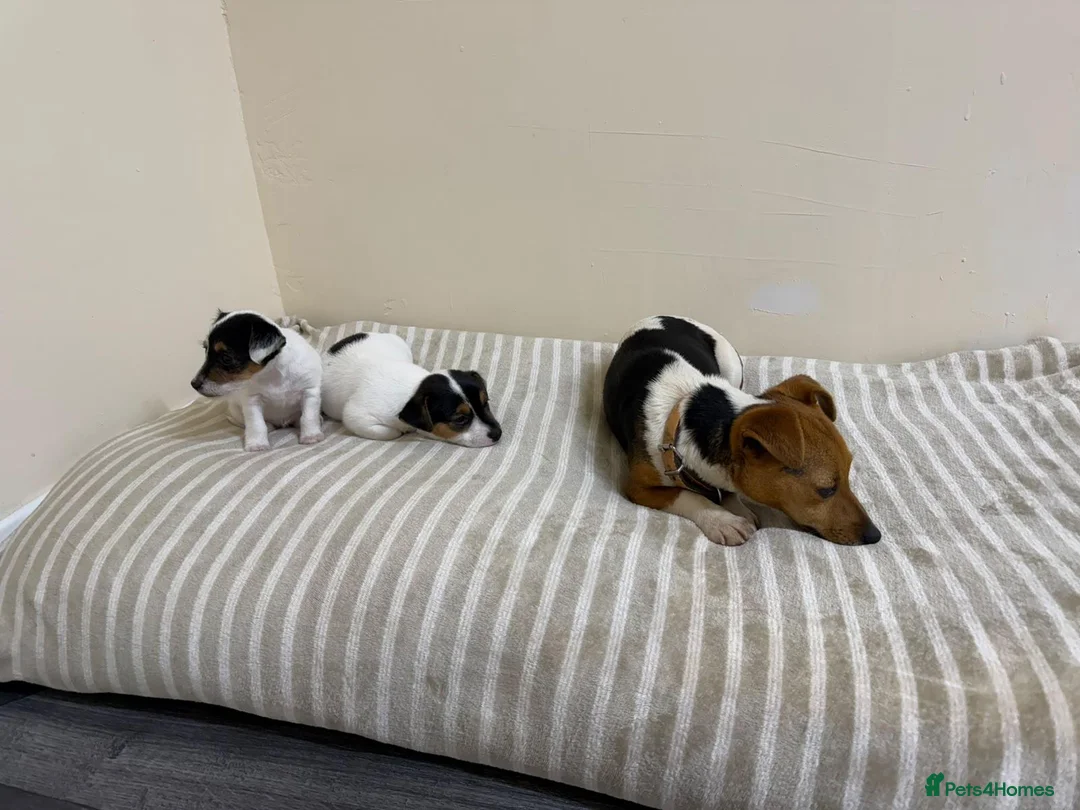 Jack Russell dogs for sale: Minature jack russells in Coventry - Advert 2