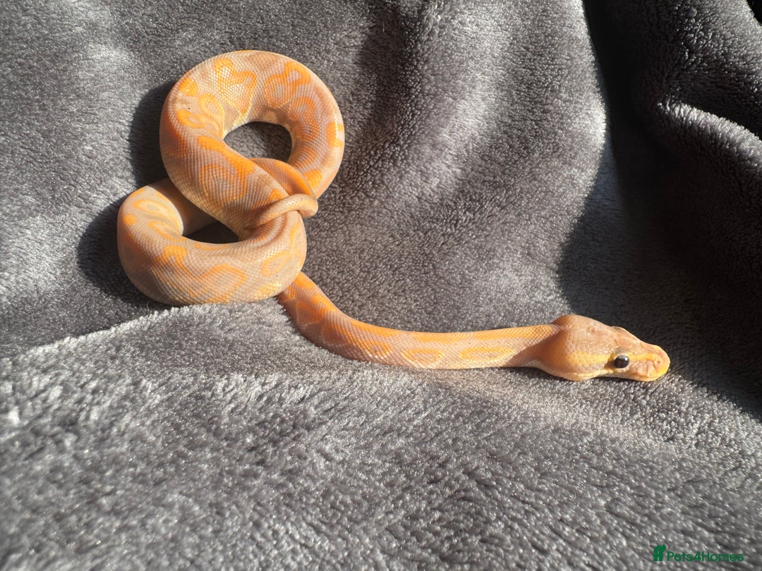 Python Snake reptiles for sale: Ball pythons, babies and adults various morphs - Image 4