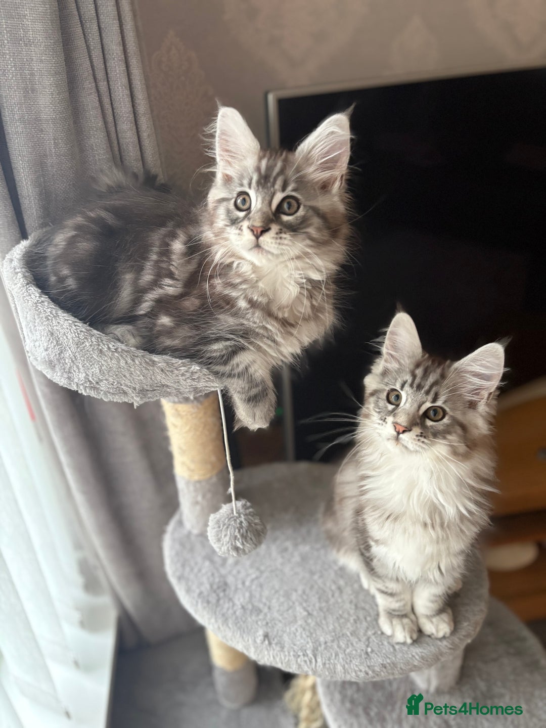 Maine Coon cats for sale: Ready to leave quality Maine coon kittens - Advert 8